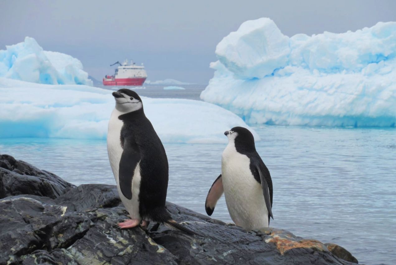 Unos pingüinos en isla Decepción, la Antártida