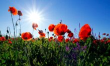 A la primavera le perdonamos sus cambios de humor y el abandono que deja en la sangre y en el ánimo