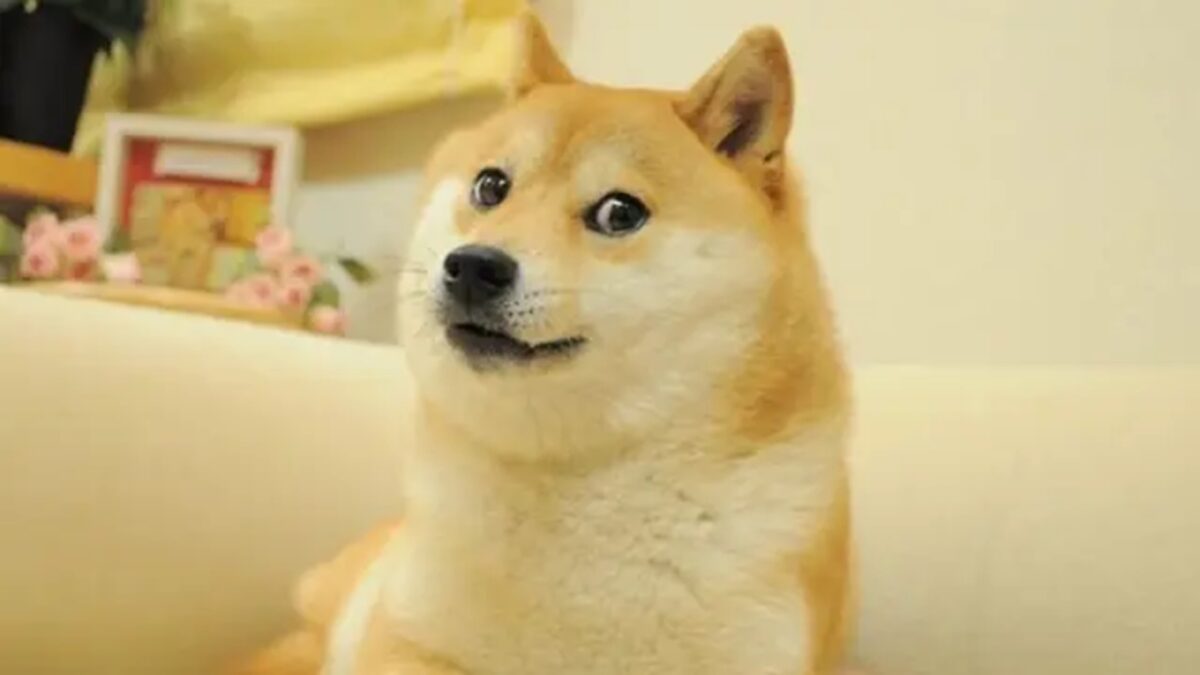 Perro del meme Doge - Sociedad