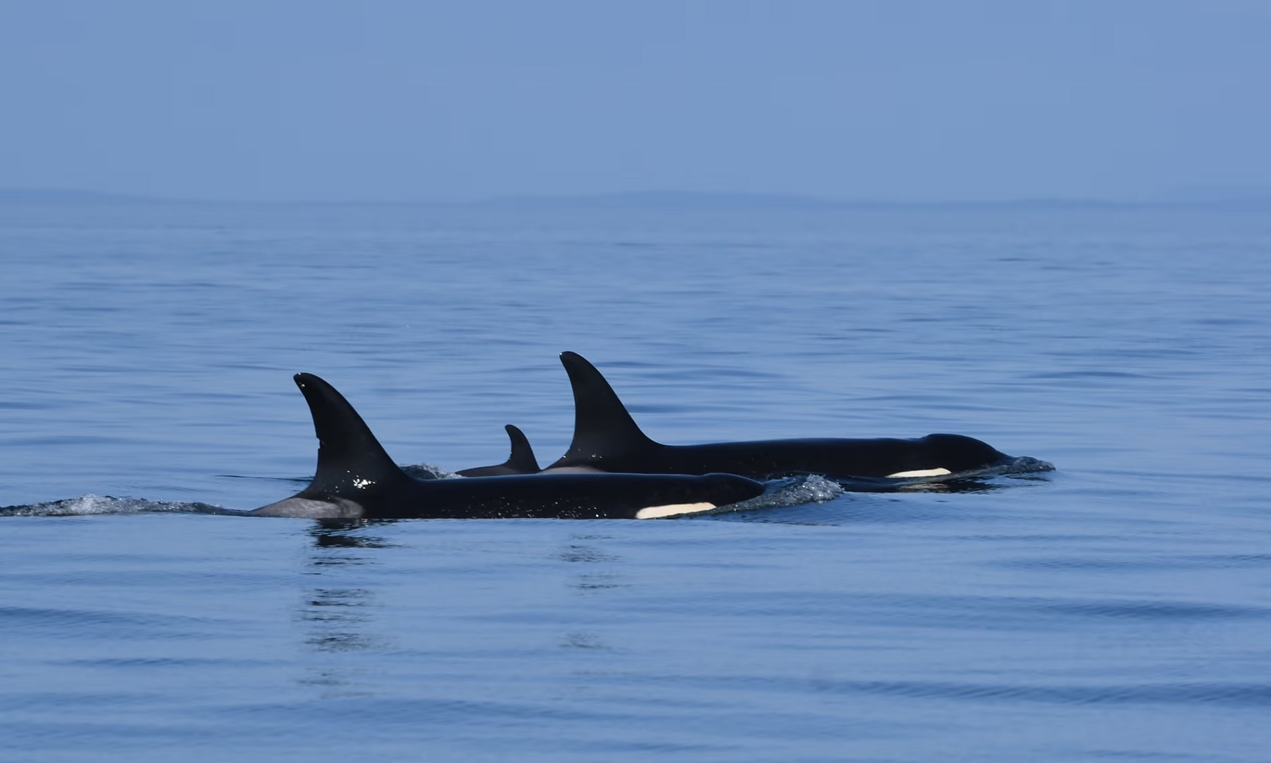 La triste historia de Tahlequah, la orca que vuelve a cargar con su cría muerta La triste historia de Tahlequah, la orca que vuelve a cargar con su cría muerta