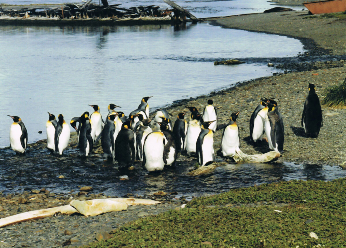 Pingüinos