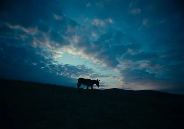 La conmovedora película sobre un burro y su vida, EO