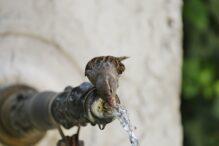Cómo ayudar a un pájaro en verano con agua