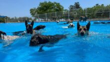 Gos Aventura, el resort para perros en Castellón