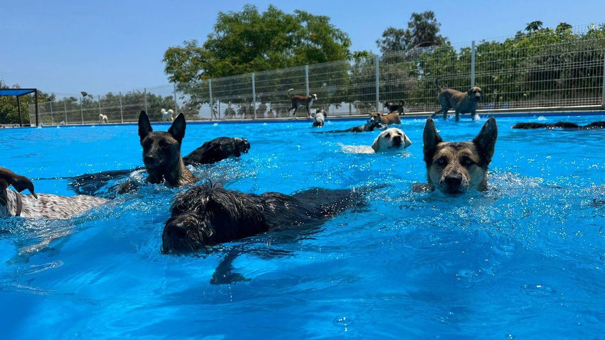 Gos Aventura, el resort para perros en Castellón