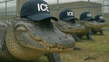 Alligator