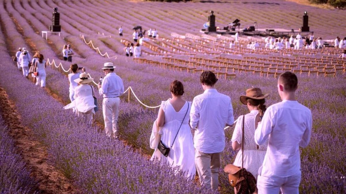 El Festival de la Lavanda es un espectáculo único que se celebra cada mes de julio en el municipio de Brihuega, perteneciente a la provincia de Guadalajara