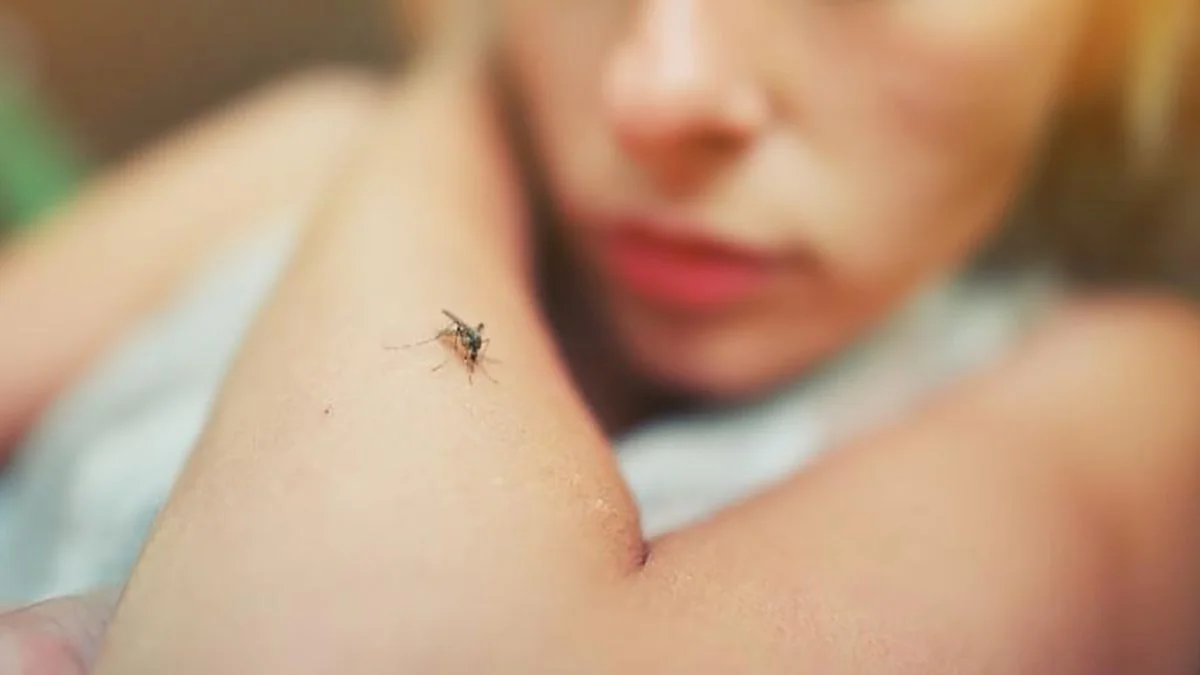 Picaduras de mosquitos