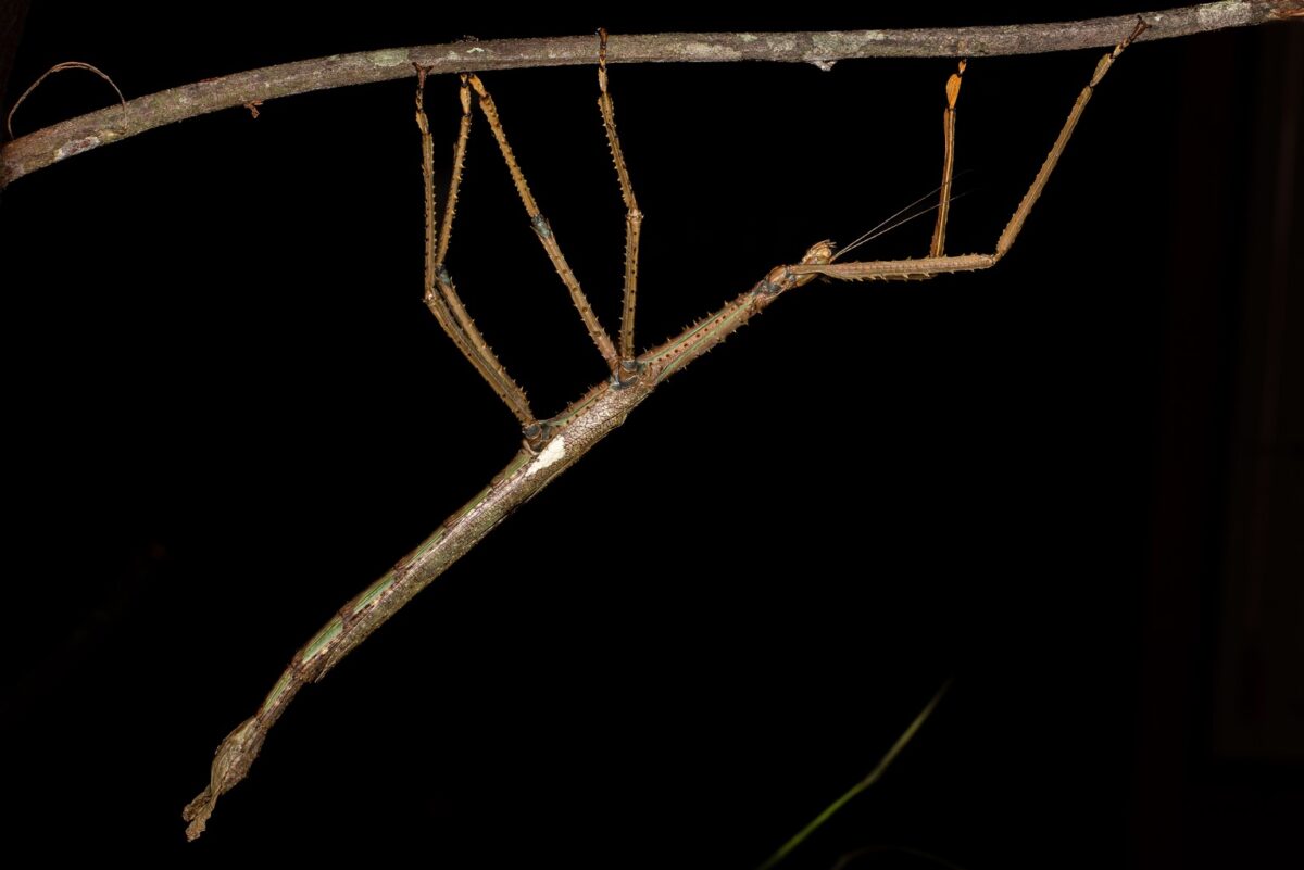 Insecto palo de Australia - Internacional